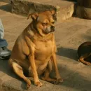 Стикер Funny Dogs