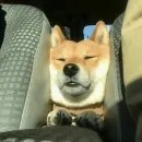 Стикер Funny Dogs