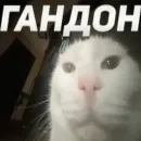 Cats memes