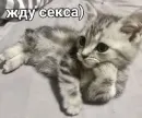 kitten love