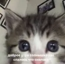 Стикер kitten love