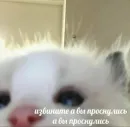 Стикер kitten love