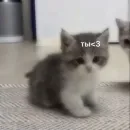 Стикер kitten love