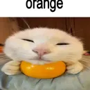 Стикер cats