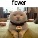 Стикер cats
