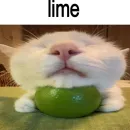 Стикер cats