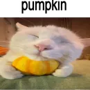 Стикер cats