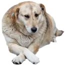 Стикер batumidogs