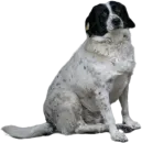 Стикер batumidogs