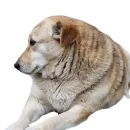 Стикер batumidogs