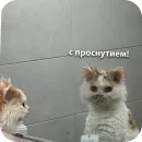 Котики и фразочки