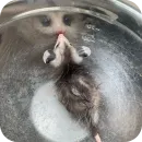 Стикер Котики и фразочки