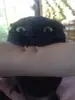 Pussy