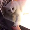 Стикер Pussy
