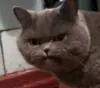 Стикер Pussy