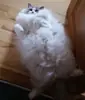 Стикер Pussy