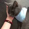 Стикер Pussy