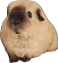 Стикер (˶ᵔ ᵕ ᵔ˶)