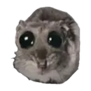 sad hamster
