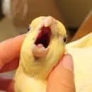 Стикер Birb