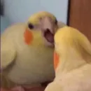 Стикер Birb