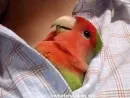Стикер Birb