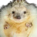hedgehogs Beauty Stickers