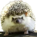 Стикер hedgehogs Beauty Stickers