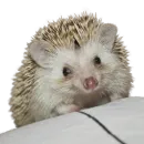 Стикер hedgehogs Beauty Stickers