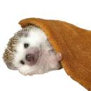 Стикер hedgehogs Beauty Stickers
