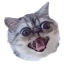 Хозяин Кота ИДИОТ