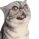 Стикер Хозяин Кота ИДИОТ