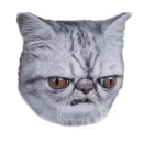 Стикер Хозяин Кота ИДИОТ