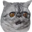 Стикер Хозяин Кота ИДИОТ