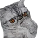 Стикер Хозяин Кота ИДИОТ