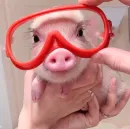Стикер Хрюкни