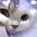 Стикер я люблю тебя!!