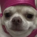 Dogs memes