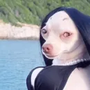 Стикер Dogs memes