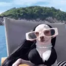 Стикер Dogs memes