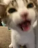 Стикер бум бум