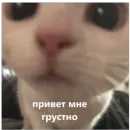 Стикер I found some memes