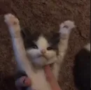 Стикер коты флока