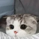 Стикер ᴅ̶ᴇ̶ᴘ̶ᴜ̶ᴛ̶ʏ̶ ̶ᴛ̶ᴇ̶ʟ̶ᴇ̶ɢ̶ʀ̶ᴀ̶ᴍ̶