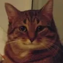 Стикер йой, най буде