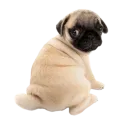 Dogs