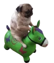 Стикер Dogs