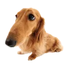Стикер Dogs
