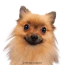 Стикер Dogs