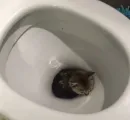 кошечки